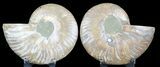 Sliced Fossil Ammonite Pair - Crystal Chambers #46518-1